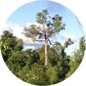 Aspidosperma polyneuron - Plants