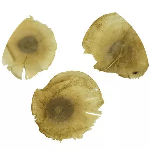 Aspidosperma