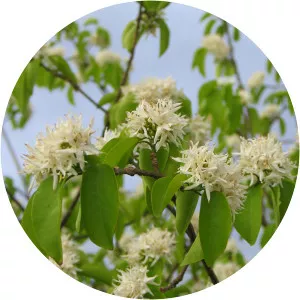 Aspidosperma pyrifolium - 