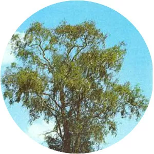 Aspidosperma quebrachoblanco