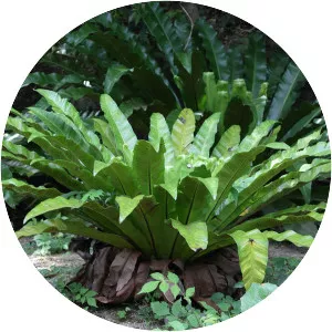 Asplenium antiquum