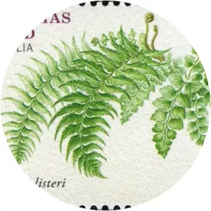 Asplenium listeri