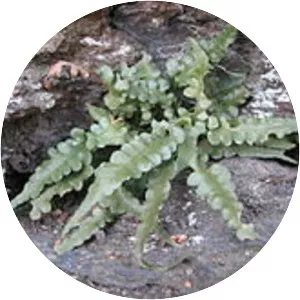 Asplenium pinnatifidum