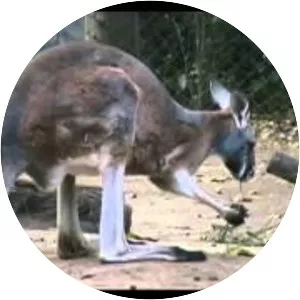 Assiniboine Park Zoo - 