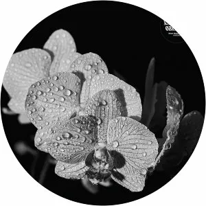 Assorted Orchids - Singer