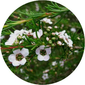 Astartea fascicularis