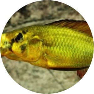 Astatoreochromis