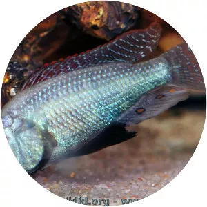 Astatotilapia desfontainii