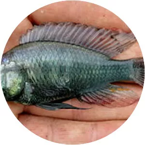 Astatotilapia stappersii