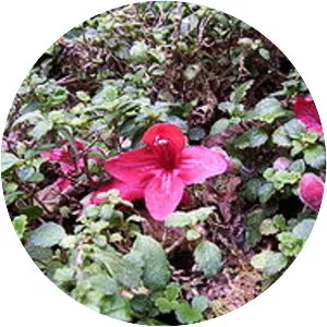 Asteranthera ovata - 