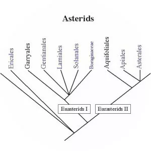 Asterids