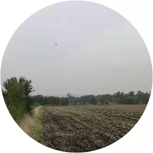 Astley and Bedford Mosses - 