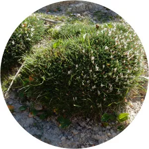 Astragalus balearicus