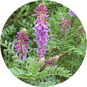 Astragalus bisulcatus