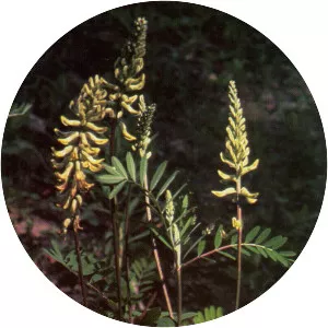 Astragalus canadensis - Plants