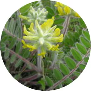 Astragalus dasyanthus