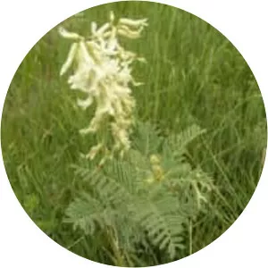 Astragalus drummondii