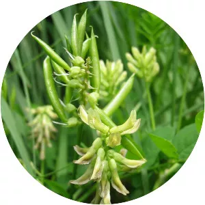 Astragalus glycyphyllos