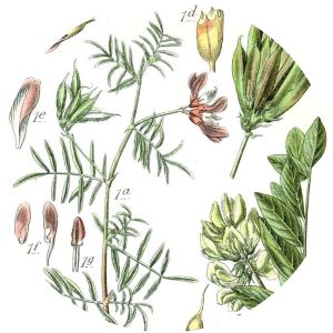 Astragalus propinquus