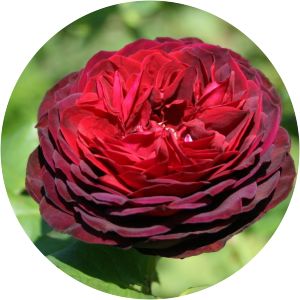 Astrid Gräfin von Hardenberg