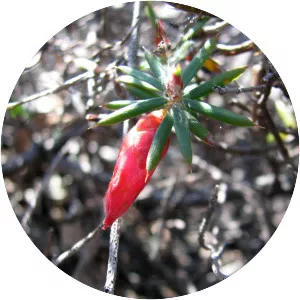 Astroloma conostephioides