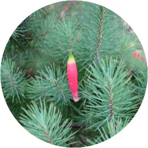 Astroloma pinifolium