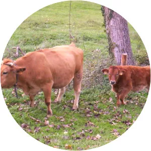 Asturian Valley cattle