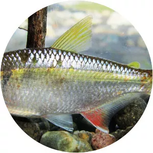 Astyanax fasciatus - 