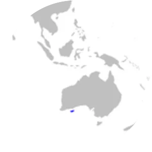 Asymbolus funebris - 