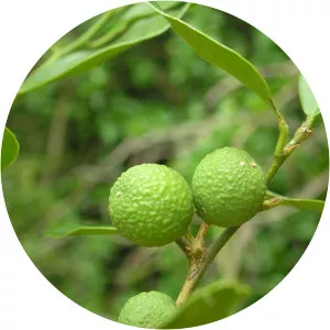 Atalantia monophylla