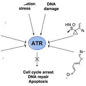 Ataxia telangiectasia and Rad3 . . .