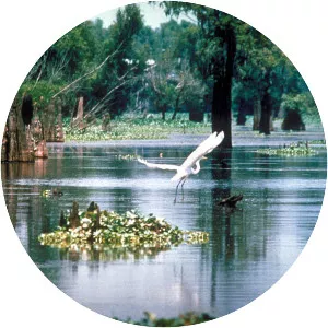 Atchafalaya Basin - Wetland in Louisiana