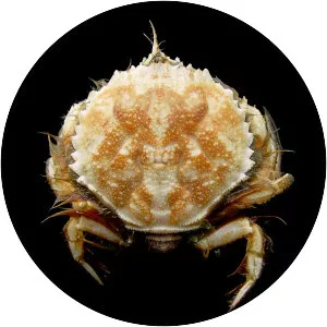 Atelecyclus rotundatus