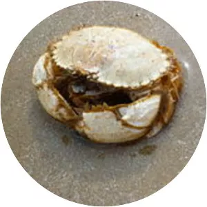 Atelecyclus undecimdentatus