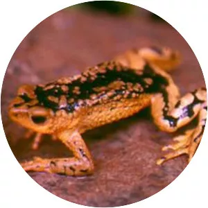 Atelopus patazensis