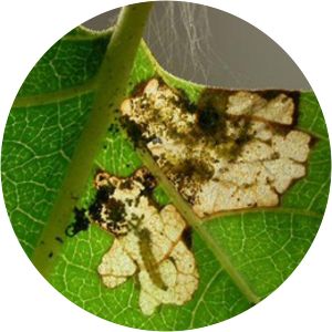 Atemelia torquatella - 