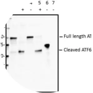 ATF6 - Protein