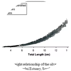 Atherinella brasiliensis - 