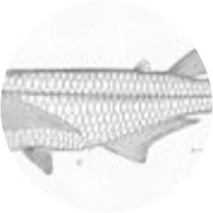 Atherinella panamensis - 