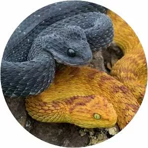 Atheris squamigera