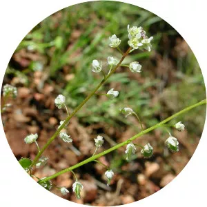 Athysanus pusillus - 