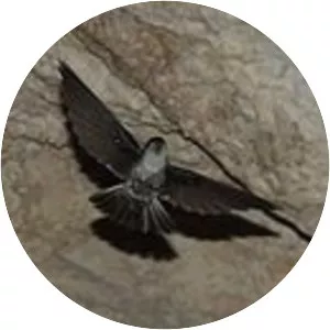 Atiu swiftlet - Bird