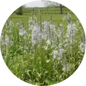 Atlantic camas - Plants