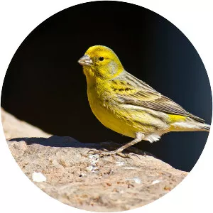Atlantic canary