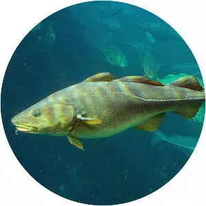Atlantic cod