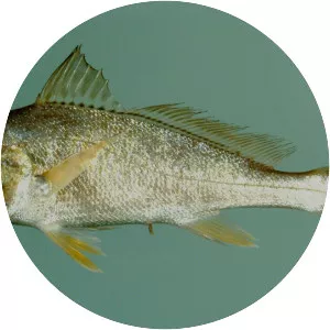 Atlantic croaker