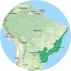 Atlantic Forest - 
