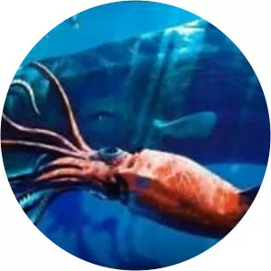 Atlantic giant squid - Animal