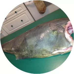 Atlantic halibut - Fish