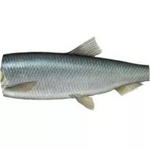 Atlantic herring - Fish